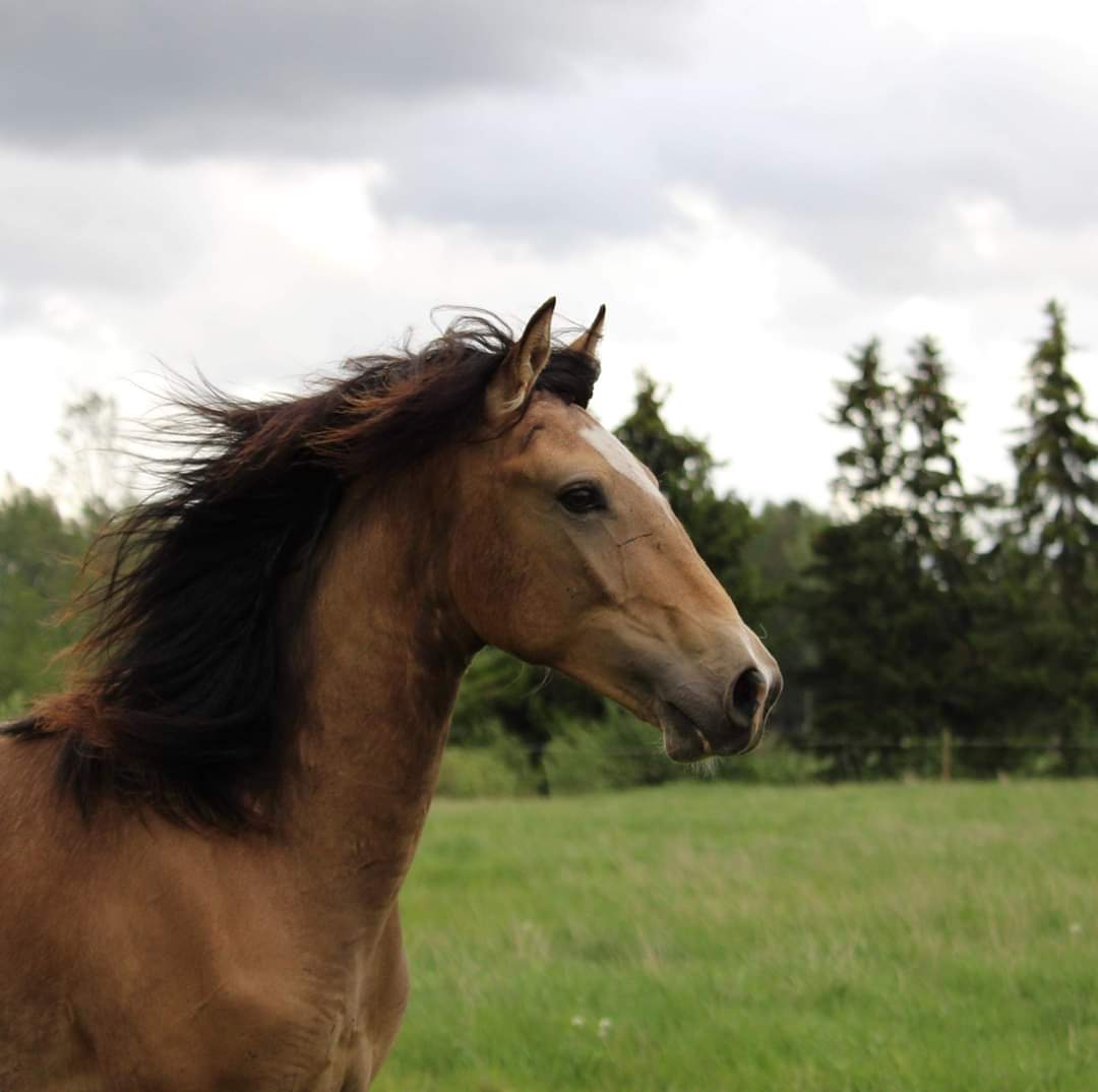 For sale psl colt/ SOLD