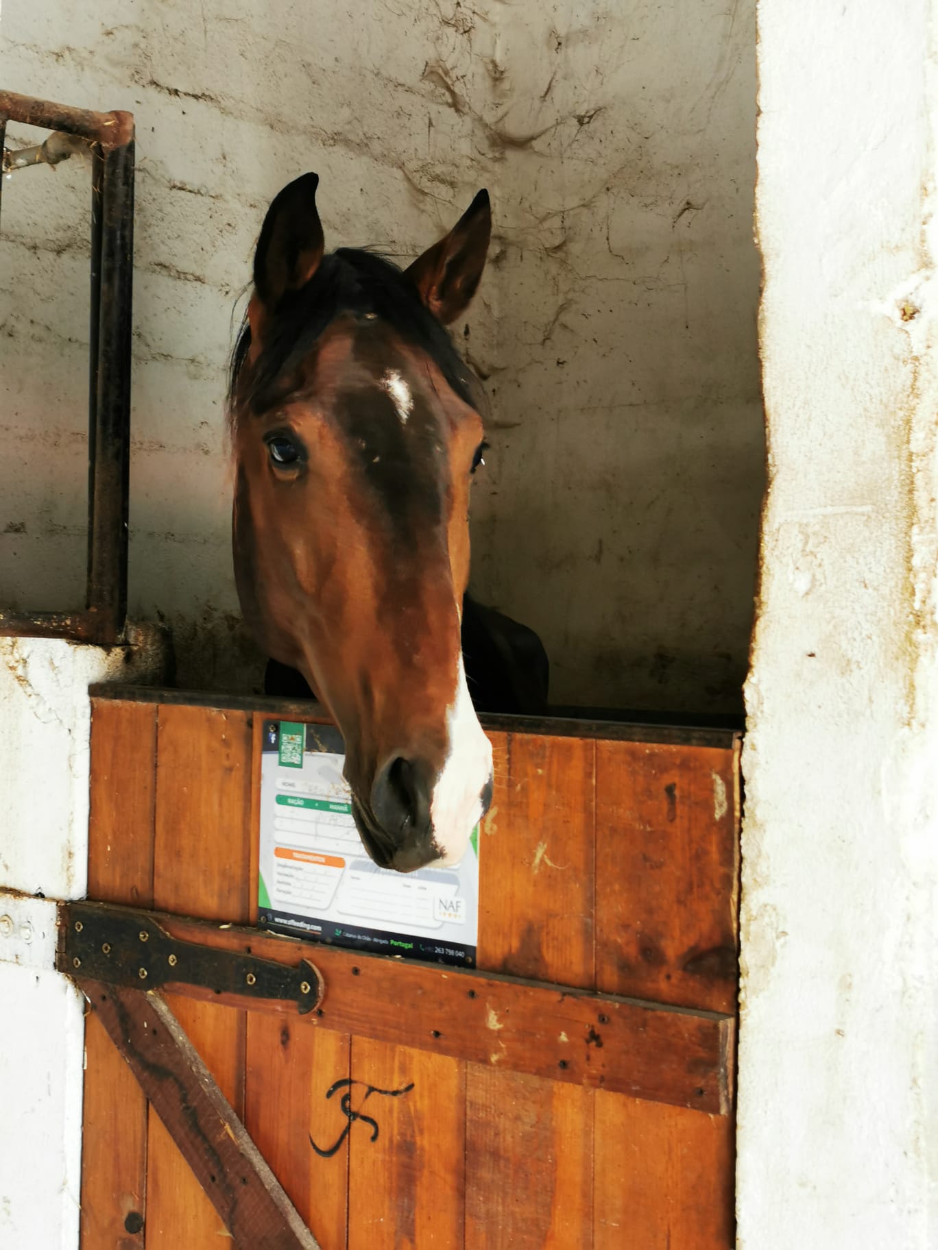 Colt 3 years for sale