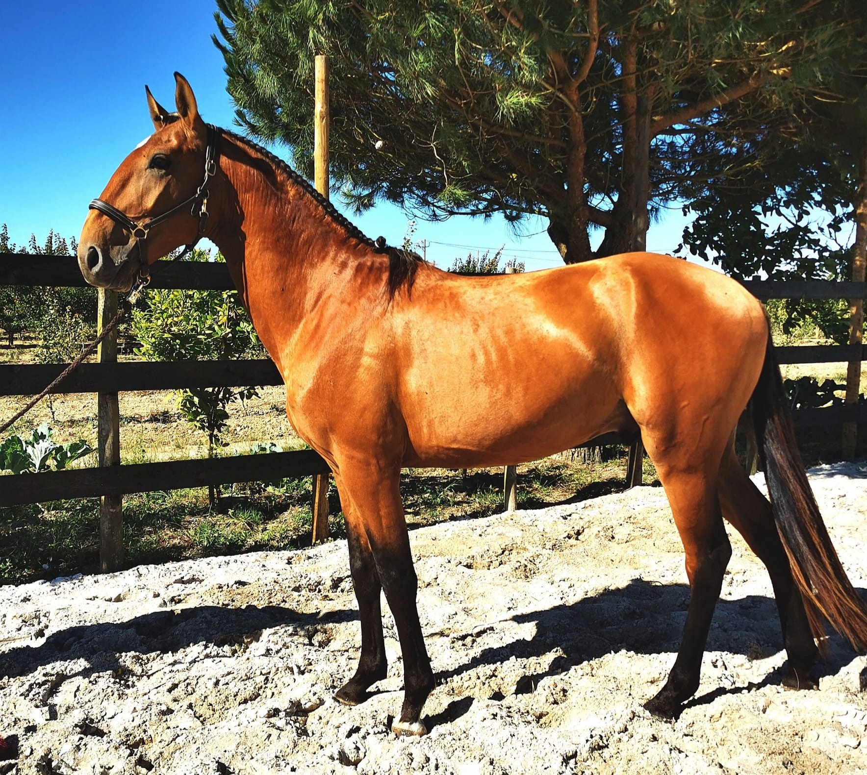 Colt 4 years for sale